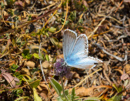 Argus bleu-nacré-Lysandra coridon