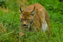Lynx-Luchs-Linci